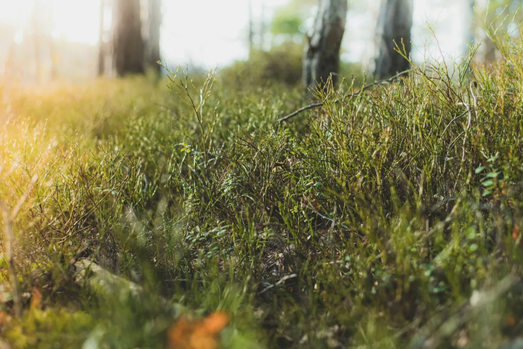oscar-helgstrand-4KSGDmdhlEU-unsplash